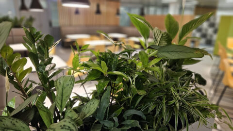 Detailaufnahme von Grünpflanzen, die den Aufenthaltsraum strukturieren und für eine angenehme Atmosphäre sorgen.